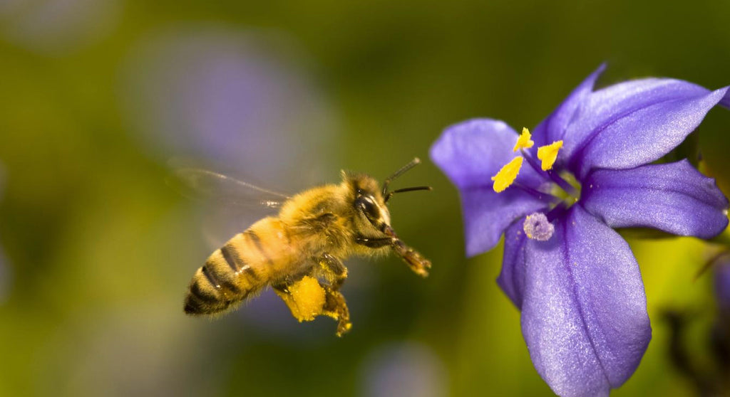 El trabajo de las abejas que ayuda a nutrir la naturaleza